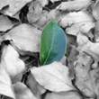 Is green marketing dying on the vine? Is green marketing dying on the vine?