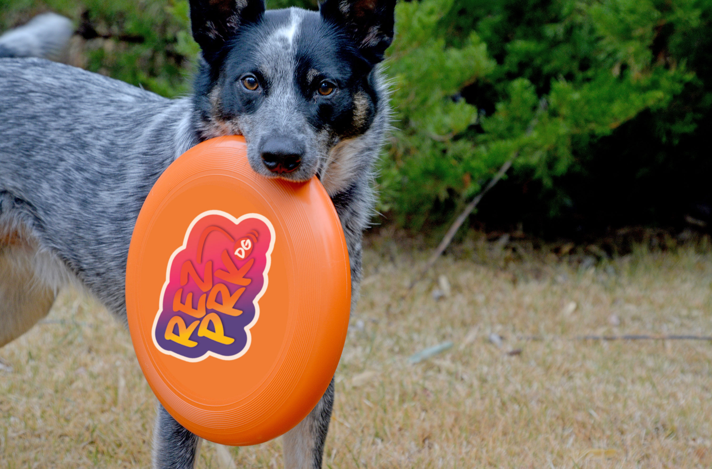 phoenixville disc golf